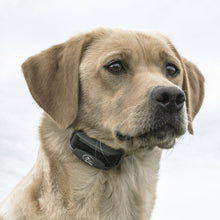 Charger l'image dans la galerie, SportTrainer® 425X